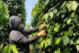 Giá tiêu hôm nay 13/2/2026: Giảm nhẹ vài nơi