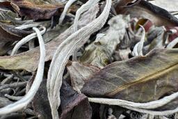 Giữ 'vàng xanh' Shan Tuyết, vun bồi giá trị nông sản Việt