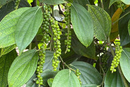 Giá tiêu hôm nay 01/3/2026: Cao nhất 148.000 đồng/kg