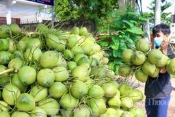 Dừa Vĩnh Long: Khẳng định vị thế 'thủ phủ' và tầm nhìn xuất khẩu tỷ USD