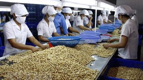 Thủ tướng chỉ đạo khẩn trương tháo gỡ khó khăn cho DN xuất khẩu điều sang châu Âu