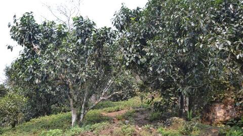 Hành trình hồi sinh, đưa chè rừng Hà Giang ra thế giới