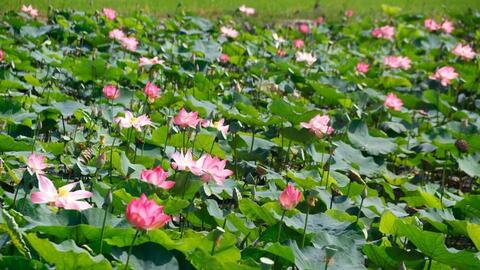Đồng Tháp thành lập Hội Ngành hàng Sen