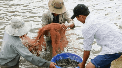 Bến Tre: Ứng dụng công nghệ cao trong nuôi trồng thủy sản