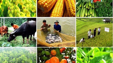 Giao thương nông sản Việt- Trung: Cần được nhìn ở góc độ rộng hơn