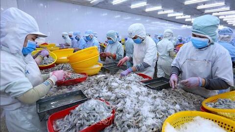 VDSC: Doanh thu xuất khẩu của Sao Ta có thể chạm đáy trong quý II và hồi phục nửa cuối năm