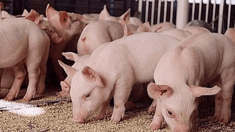 Giá heo dần hồi phục, dự báo sáng cho loạt đại gia ngành thịt
