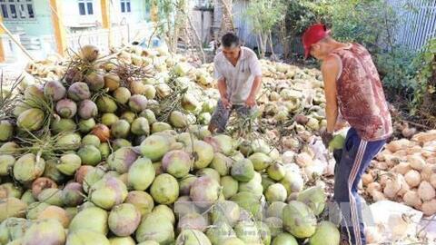 Thời cơ cho xuất khẩu trái dừa