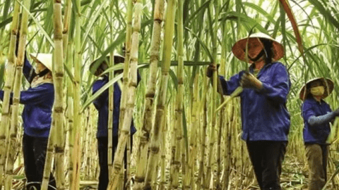 Quý đầu niên lợi nhuận tăng, doanh nghiệp mía đường 'vừa mừng vừa lo'