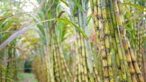 Mía đường Sơn La hoàn thành kế hoạch năm sau 2 quý