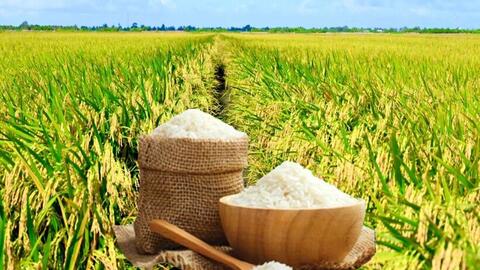 Giá lúa gạo hôm nay ngày 21/6: Lúa tươi tăng, gạo bình ổn