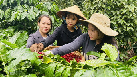 Giá cà phê hôm nay 25/6/2025, thị trường thế giới lao dốc, giảm mạnh