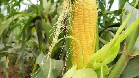 3 đồ uống lành mạnh hỗ trợ chức năng thải độc thận