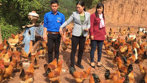 Gà Tiên Yên: ‘Chìa khóa vàng’ phát triển kinh tế vùng đồng bào dân tộc Quảng Ninh