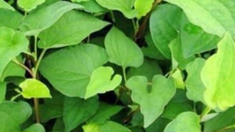 Tác dụng giải độc của loại rau có vị tanh