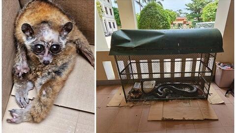 Bị phạt hơn 262 triệu đồng vì tàng trữ xương sư tử, nanh lợn rừng