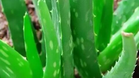 Cách dùng lá lô hội hỗ trợ giảm gan nhiễm mỡ