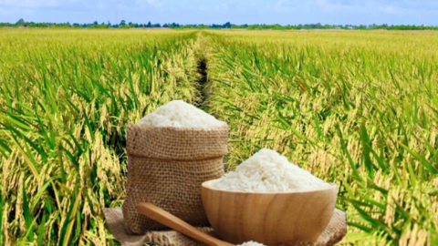 Giá lúa gạo hôm nay ngày 6/7 và tuần qua tăng giảm trái chiều