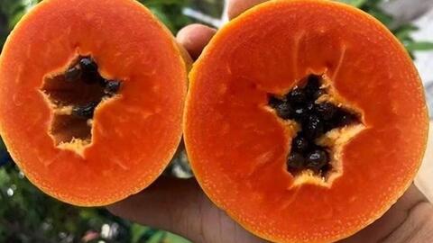 Đu đủ chín và nguy cơ sỏi thận