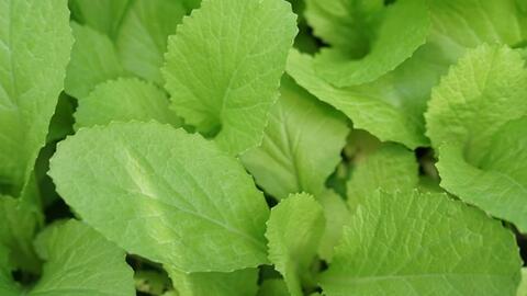 Thực phẩm bổ dưỡng nên bổ sung trong bữa ăn