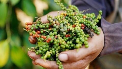 Giá tiêu hôm nay 11/3/2026: Tiếp tục đi ngang