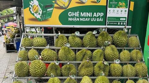 Sầu riêng Ri6 lên ngôi giữa lúc thị trường khan hiếm hàng cao cấp