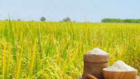 Giá lúa gạo hôm nay ngày 11/3/2026: Gạo xuất khẩu OM 5451 tiếp đà tăng