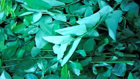 Bổ sung collagen và làm đẹp bằng rau ngót