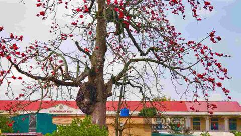 Mê mẩn sắc hoa gạo đỏ rực giữa làng quê Hưng Yên