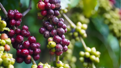 Giá cà phê thế giới tiếp đà tăng trước áp lực đứt gãy chuỗi cung ứng