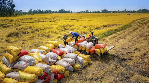 Bộ Công Thương ban hành Chỉ thị 08 thúc đẩy xuất khẩu gạo