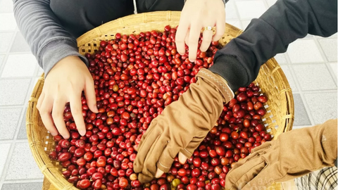 Nguồn cung Brazil thắt chặt, giá cà phê thế giới nối dài chuỗi tăng