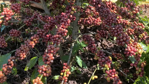 Giá cà phê thế giới tăng mạnh do nguồn cung suy yếu và đầu cơ quay lại