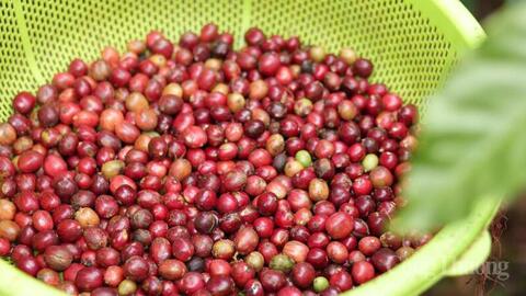 Giá cà phê hôm nay 24/3/2026: Giữ mốc 94.000 đồng/kg