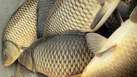 Bổ sung collagen bằng cá chép