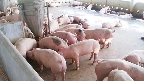 Giá heo hơi hôm nay 24/3/2026: Giảm diện rộng tại miền Bắc