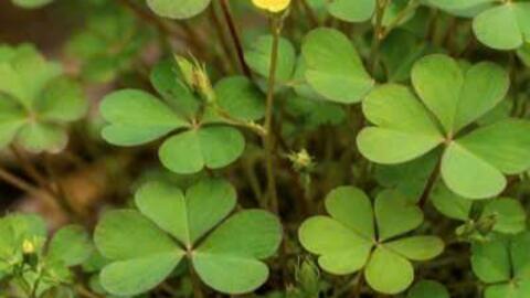 Kiểm soát axit uric bằng loại rau ít gặp