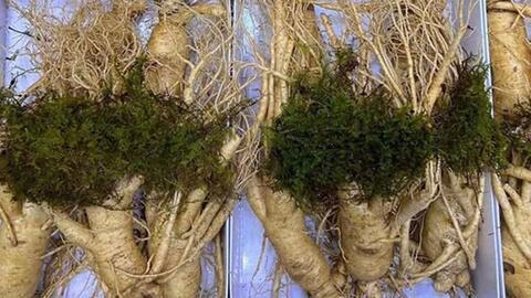 Nhân sâm và thời điểm sử dụng để tăng hiệu quả tối đa