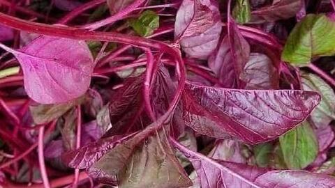 Thanh nhiệt, giải độc cơ thể bằng loại rau quen thuộc