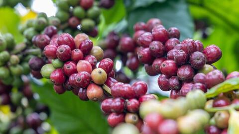 Giá cà phê chịu áp lực nguồn cung từ Brazil, khó giảm sâu