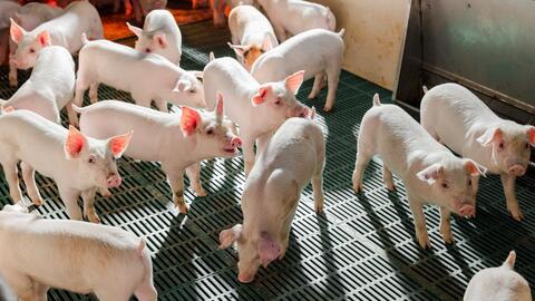 Nông nghiệp Hòa Phát đặt kế hoạch lợi nhuận hơn 1.000 tỷ, chia cổ tức 30%