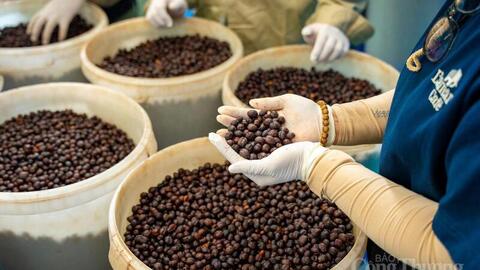 Gia Lai tìm đường thoát 'bẫy xuất thô', hướng tới thủ phủ Robusta xanh