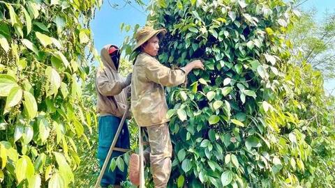 Hồ tiêu xanh Gia Lai được giá, người trồng đỏ mắt tìm nhân công thu hoạch
