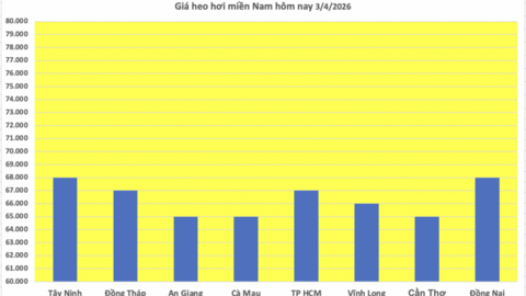 Giá heo hơi hôm nay 3/4/2026: Tiếp đà tăng giá ở miền Bắc, miền Trung