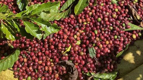 Giá cà phê thế giới giảm mạnh liên tiếp