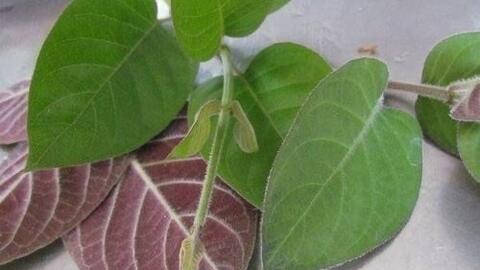 Cách thải độc gan bằng lá mơ lông