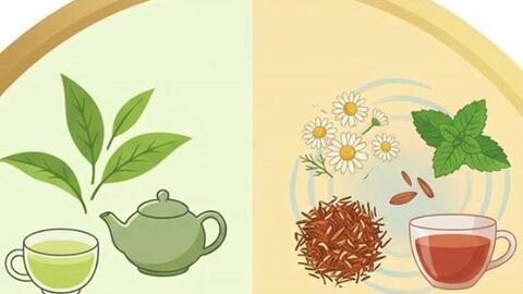 Trà xanh và trà thảo dược: Khác biệt và lợi ích với sức khỏe