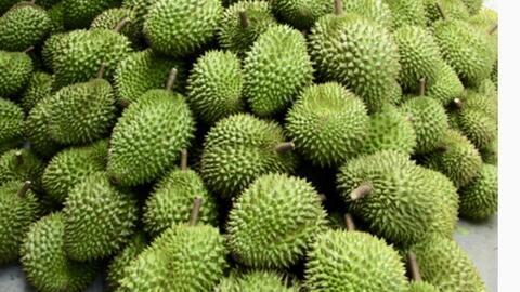 Vĩnh Long chuẩn hóa vùng trồng sầu riêng, mở rộng thị trường xuất khẩu