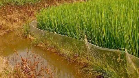 Diệt cỏ gây ảnh hưởng môi trường, 4 người dân bị xử phạt