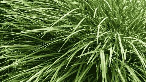 Thải độc gan bằng cây thuốc quý